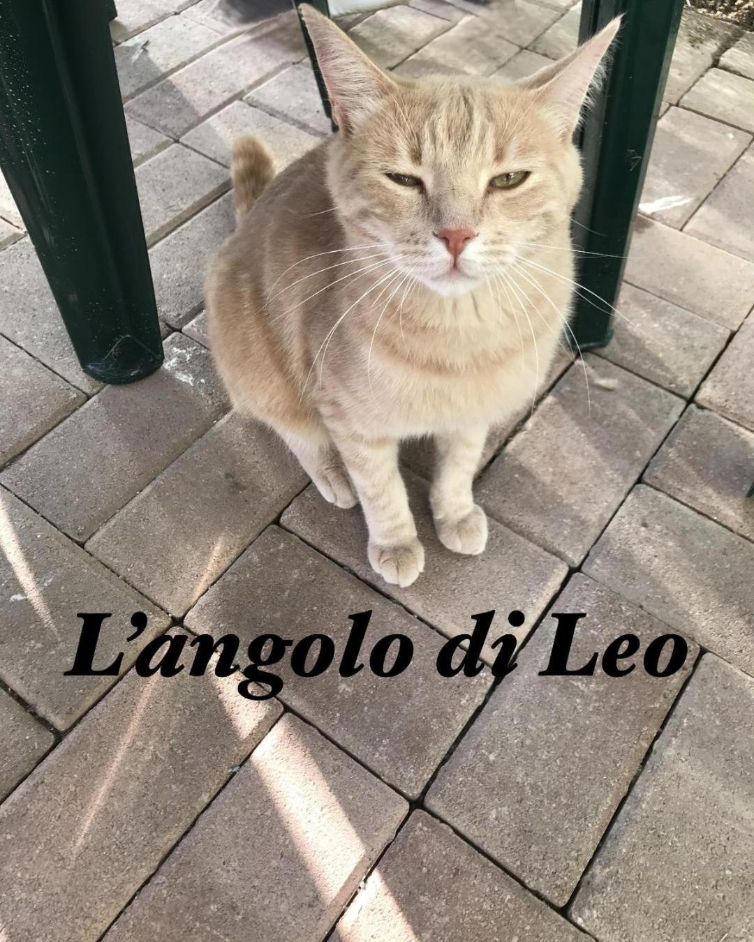 Borgofranco d'Ivrea L'Angolo Di Leo מראה חיצוני תמונה
